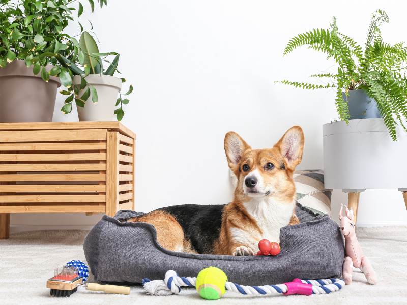 How to Create a Pet-Friendly Home: Tips and Tricks