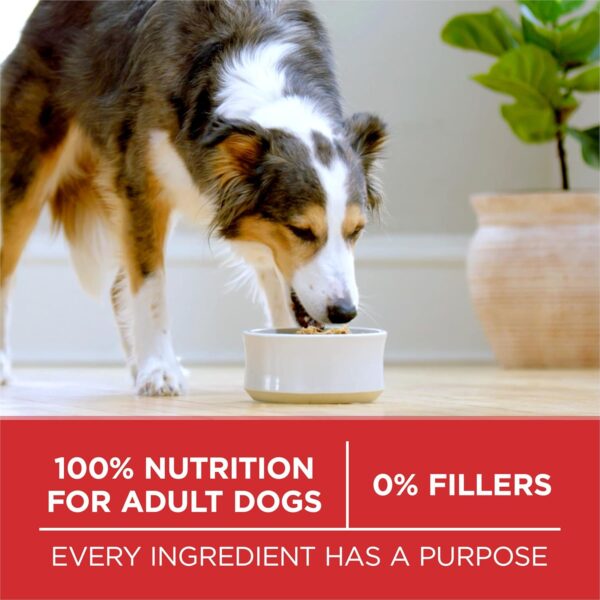 Purina ONE Chicken and Rice Formula Dry Dog Food - 8 lb. Bag - Image 6