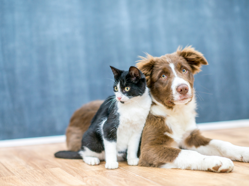 10 Fun and Easy Ways to Bond with Your Pet Every Day